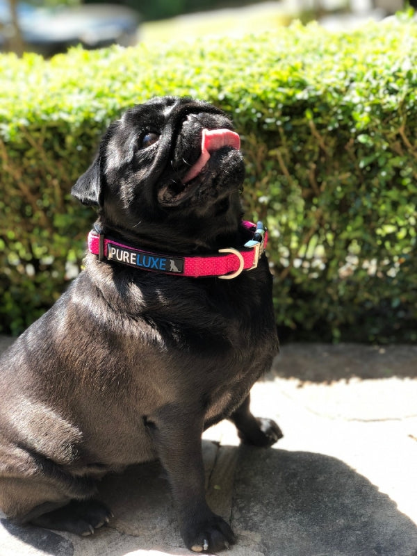 CITI-STYLE COMFORT COLLAR image 4
