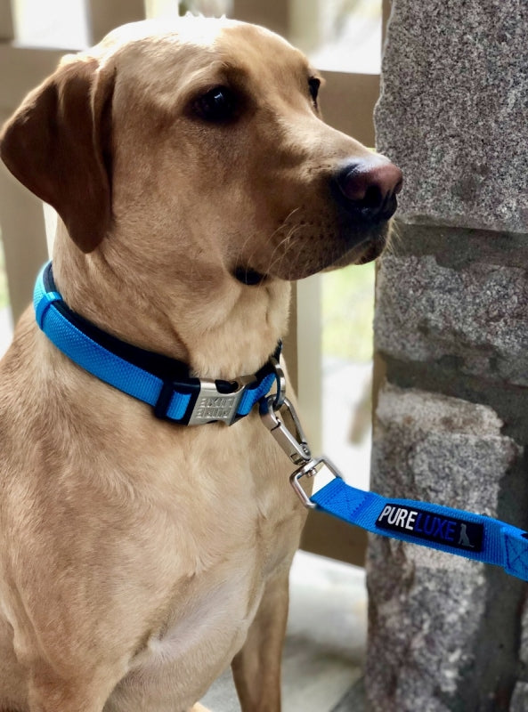 CITI-STYLE COMFORT LEASH image 1