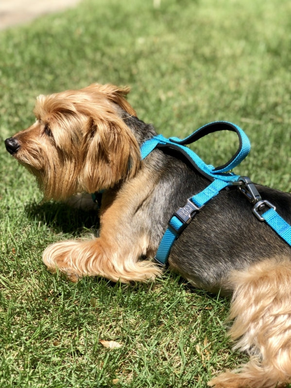 CITI-STYLE COMFORT HARNESS WITH NEOPRENE LINED TOP HANDLE AND CHEST PLATE image 14