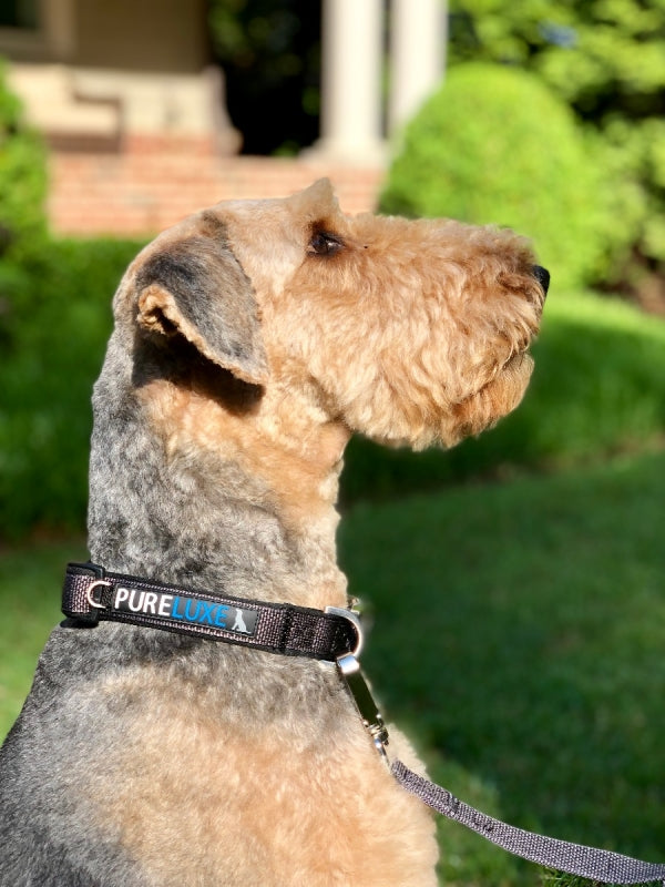 CITI-STYLE COMFORT COLLAR image 5