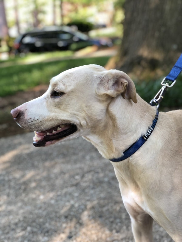 CITI-STYLE COMFORT LEASH image 7