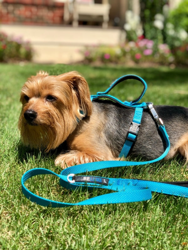 CITI-STYLE COMFORT LEASH image 6