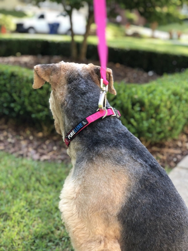 CITI-STYLE COMFORT LEASH image 4