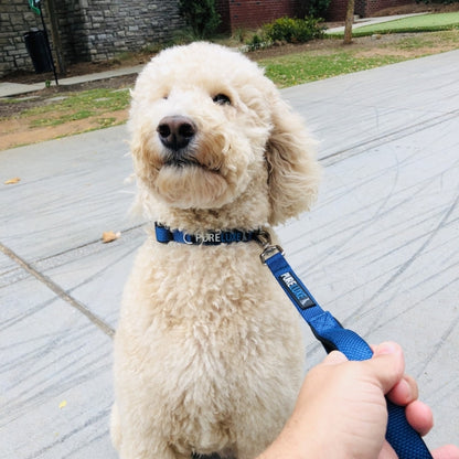 CITI-STYLE COMFORT LEASH SPORT-FLEX, HANDS-FREE WITH TRAFFIC HANDLE image 9