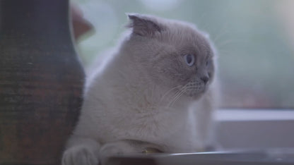 Finicky Cat Formula made with Chicken