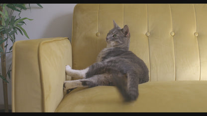 Healthy Weight Cat Formula